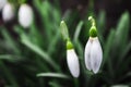 White snowdrops closeup with blurred background Royalty Free Stock Photo