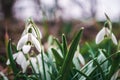 White snowdrops closeup with blurred background Royalty Free Stock Photo
