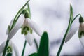 White snowdrops closeup with blurred background Royalty Free Stock Photo