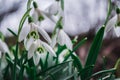 White snowdrops closeup with blurred background Royalty Free Stock Photo