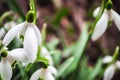 White snowdrops closeup with blurred background Royalty Free Stock Photo