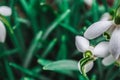 White snowdrops closeup with blurred background Royalty Free Stock Photo