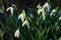 White snowdrops closeup with blurred background Royalty Free Stock Photo