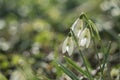 White snowdrops closeup with blurred background Royalty Free Stock Photo