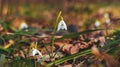 White snowdrops in a dark gloomy forest Royalty Free Stock Photo