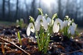 White snowdrops, the first spring flowers, bloomed in a clearing in the middle of the forest and melted snow. Spring coming