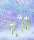 White snowdrops flowers on colorful abstract splashes background in blue, green color palette Royalty Free Stock Photo