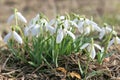 White snowdrops flowers growing in the garden. Galanthus nivalis Royalty Free Stock Photo