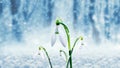 White snowdrops in the forest on a background of trees during a snowfall Royalty Free Stock Photo