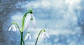 White snowdrops in the forest on a background of trees during a snowfall Royalty Free Stock Photo