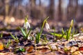 White snowdrops in the forest on a background of trees in sunny weather Royalty Free Stock Photo