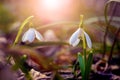 White snowdrops in the forest close up during sunset Royalty Free Stock Photo