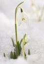 White snowdrops (Galanthus nivalis) Royalty Free Stock Photo