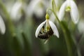 White snowdrops Galanthus nivalis is the first spring flower, close up, macro. Blooming tender snowdrops with bee in the garden Royalty Free Stock Photo