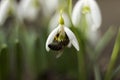 White snowdrops Galanthus nivalis is the first spring flower, close up, macro. Blooming tender snowdrops with bee in the garden Royalty Free Stock Photo