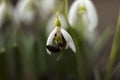 White snowdrops Galanthus nivalis is the first spring flower, close up, macro. Blooming tender snowdrops with bee in the garden Royalty Free Stock Photo