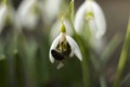 White snowdrops Galanthus nivalis is the first spring flower, close up, macro. Blooming tender snowdrops with bee in the garden Royalty Free Stock Photo