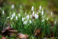 White snowdrops (Galantus) growing in the meadow between dry winter leaves in early spring, copy space, selected focus Royalty Free Stock Photo