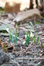 White snowdrops in the garden in spring Royalty Free Stock Photo