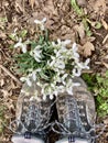 White Snowdrops in the grass with walking boots. Royalty Free Stock Photo