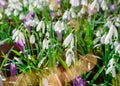 White snowdrops on green grass between crocuses on spring sunny day with sunshines