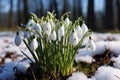 White snowdrops grow through the snow in the forest