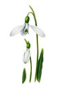 White snowdrops with leaves.