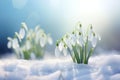 white snowdrops making their way through the snow against a blurred blue background, the concept of spring materials, renewal and Royalty Free Stock Photo