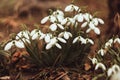 White snowdrops with morning light. Snowdrop flower background texture. Floral pattern. Fresh green complementing the white