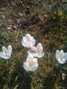 These are white snowdrops from my garden saffron is plentiful. but I prefer white they are very tender and beautiful