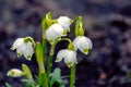White snowdrops with raindrops in the forest in spring on a blurred background Royalty Free Stock Photo