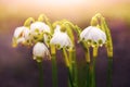 White snowdrops with raindrops in the forest in spring on a blurred background Royalty Free Stock Photo