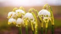 White snowdrops with raindrops in the forest in spring on a blurred background Royalty Free Stock Photo