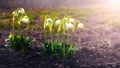 White snowdrops with raindrops in the forest in spring on a blurred background Royalty Free Stock Photo