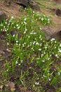 White snowdrops and rocky landscape Royalty Free Stock Photo