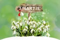 White snowdrops and Romanian traditional spring symbol Royalty Free Stock Photo