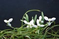 White snowdrops seen from above