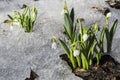 White snowdrops in the snow Royalty Free Stock Photo