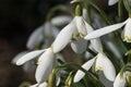 White snowdrops