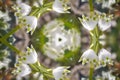 White snowdrops spring-inspired geometric composition in a abstract frame. Symmetrical pattern with earliest-blooming