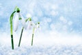 White snowdrops sprout from under the snow during a blizzard Royalty Free Stock Photo