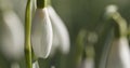 White snowdrops in sunny spring morning closeup Royalty Free Stock Photo