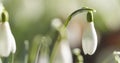 White snowdrops in sunny spring morning closeup Royalty Free Stock Photo