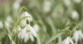 White snowdrops in sunny spring morning closeup Royalty Free Stock Photo