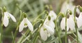 White snowdrops in sunny spring morning closeup Royalty Free Stock Photo