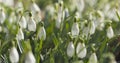 White snowdrops in sunny spring morning closeup Royalty Free Stock Photo