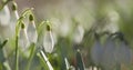 White snowdrops in sunny spring morning closeup Royalty Free Stock Photo