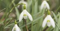 White snowdrops in sunny spring morning closeup Royalty Free Stock Photo