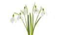 White snowdrops Royalty Free Stock Photo