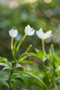 White Snowflake Flower or Wrightia antidysenterica flower Royalty Free Stock Photo